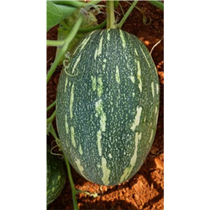 Pumpkin Hybrid Seeds